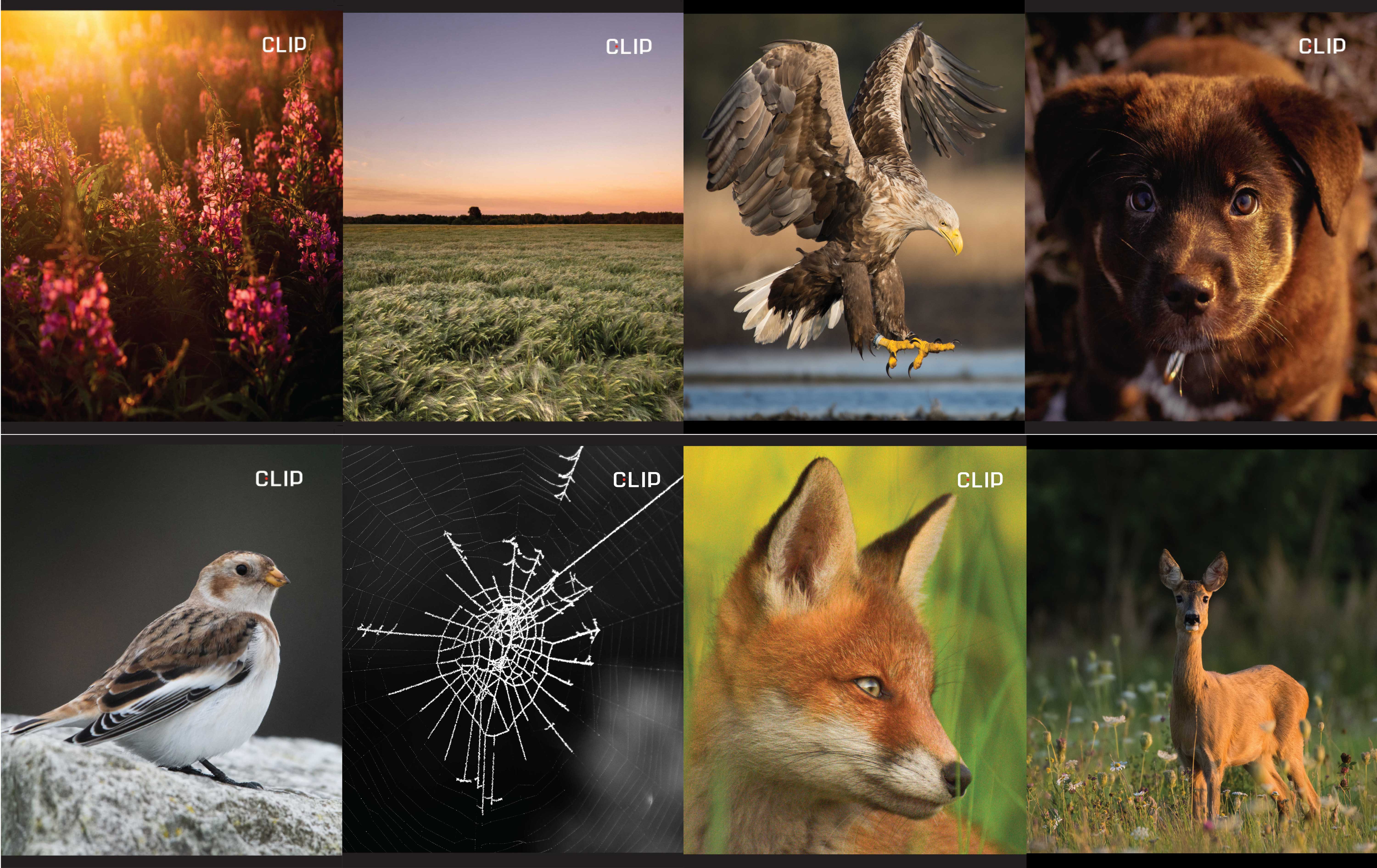 Kaustik A5/48l 23 joont „Olge head ja minge metsa!“ 8 motiivi 70g, Unipap /15