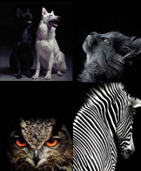 Kaustik A5/36l ruut „Kontrastid“ 4 motiivi 70g, Unipap /25